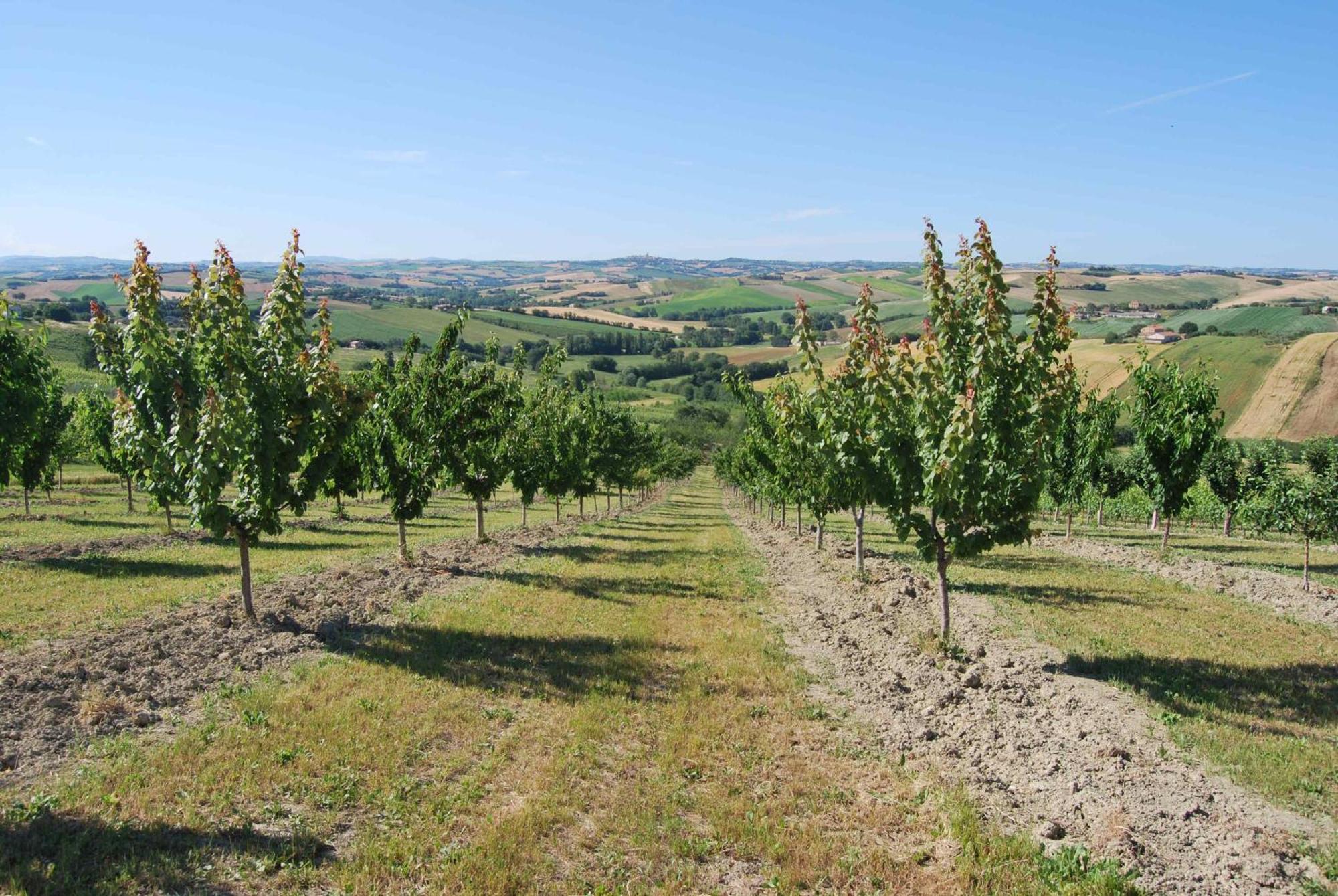 Cadabò Montecarotto Exterior foto